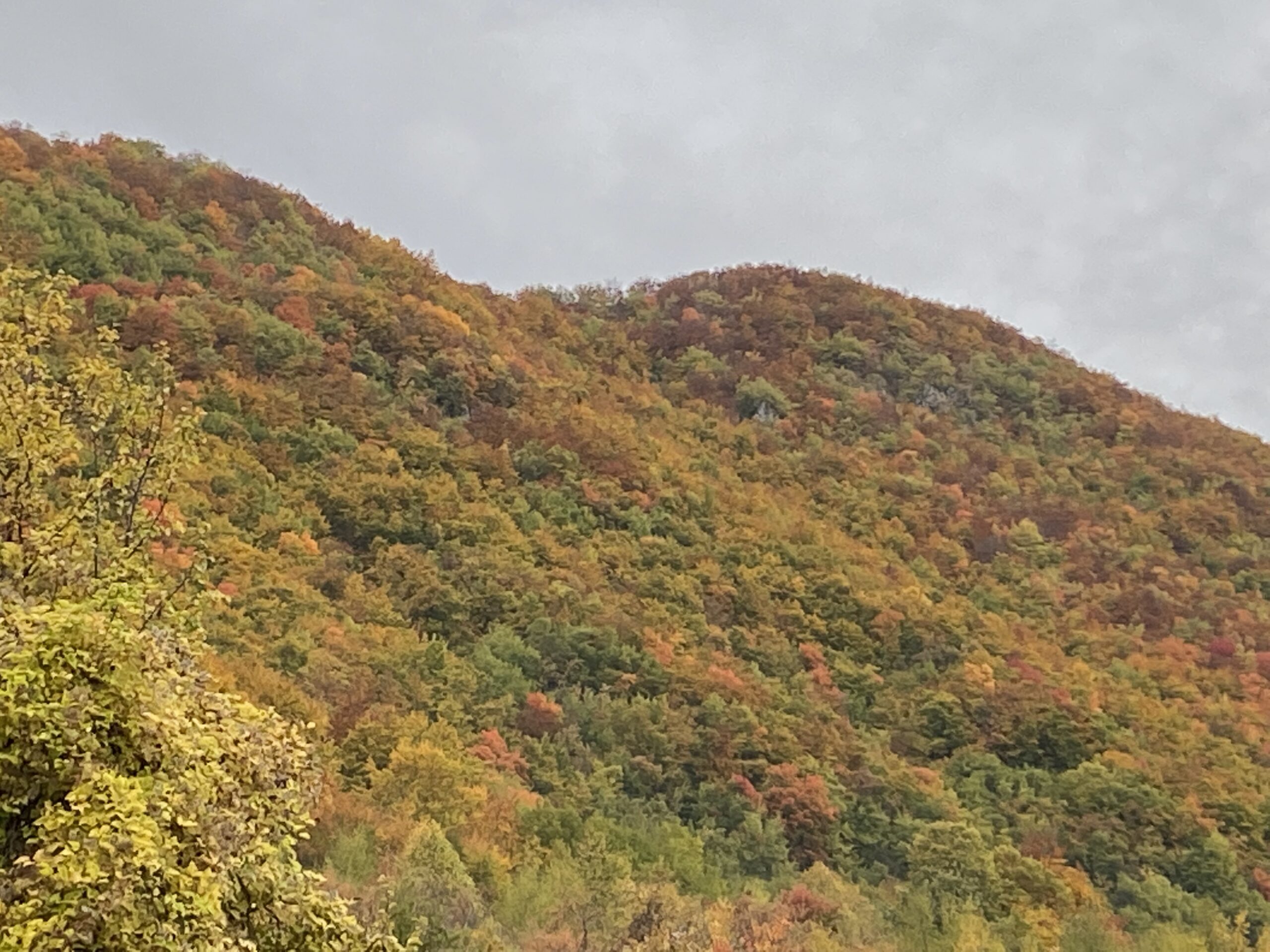 Autumnal hillside covered in colorful fall foliage with greens, yellows, and oranges under a cloudy sky